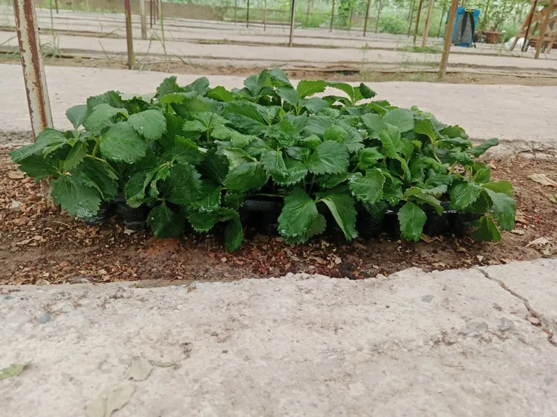 Koʻchatlarga javob