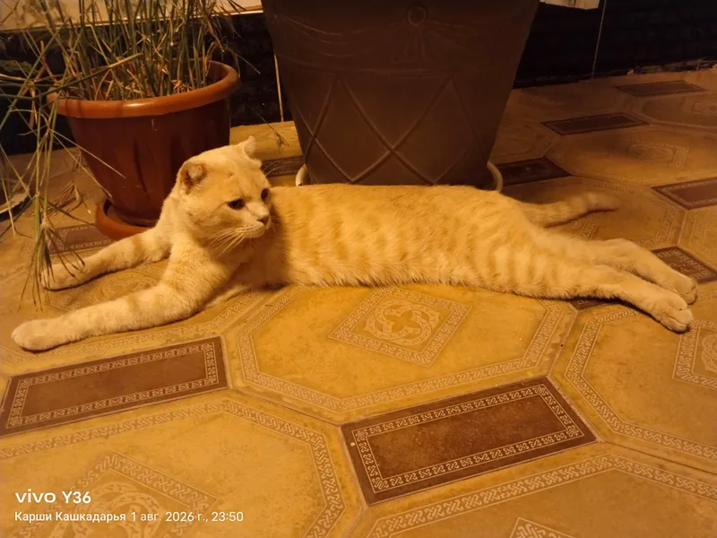 Продаётся — красивый кот Scottish Fold 3 Продаётся — красивый кот Scottish Fold 3