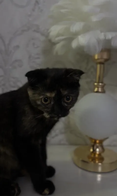 Вислоухий котенок 3 Вислоухий котенок 3