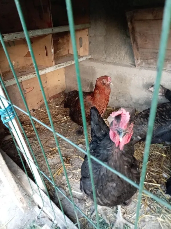 Qora tovuq va brama tovuqlar sotiladi — фото 2
