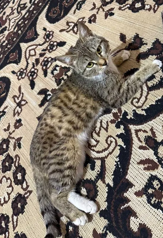 2 ta yaxshi boqilgan mushuk — фото 1