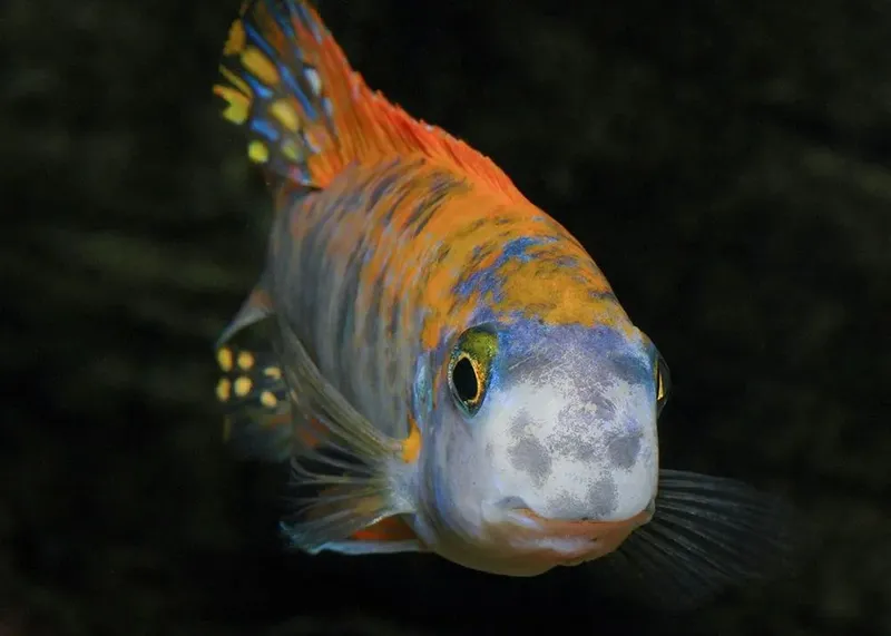 Labeotropheus trewavasae obi
