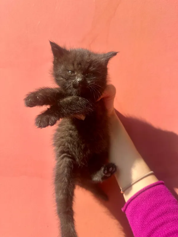 Похожи на британцев , 1 месяц, котята 5