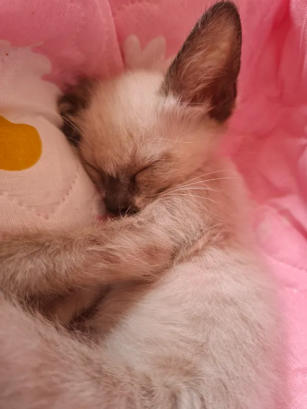 Котёнок 4
