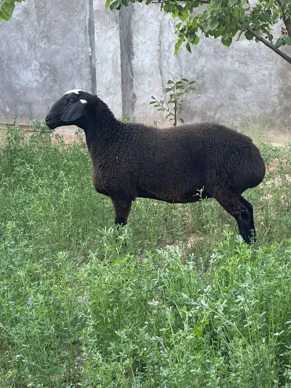 Bogʻoz qoy sotiladi 2-qorin 1