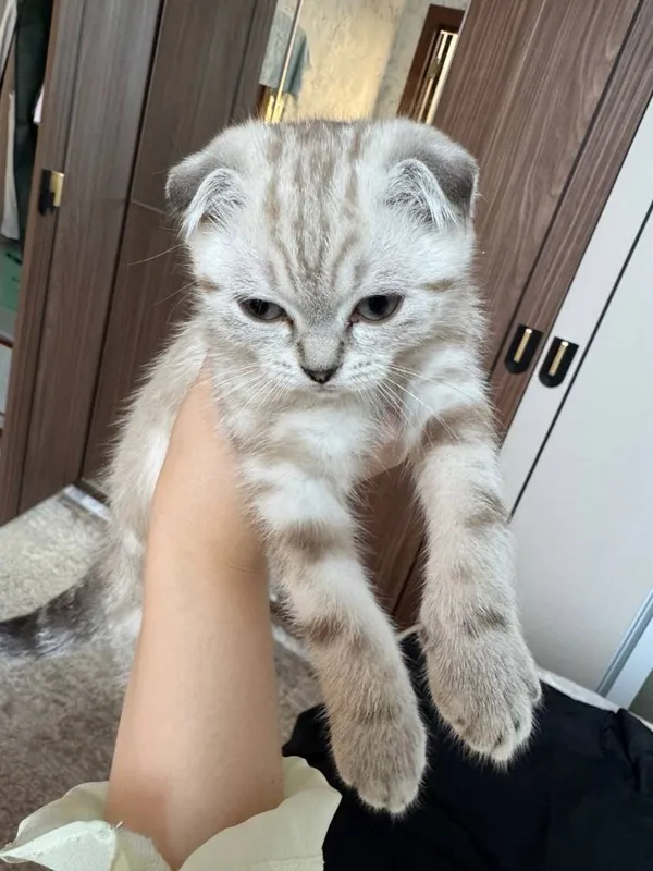 Продается Скоттиш Фолд 3