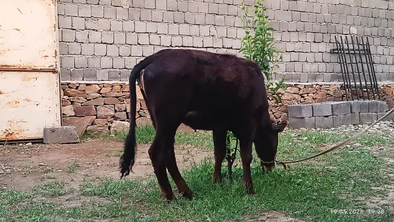 Mol. Buziq, Urg'ochi