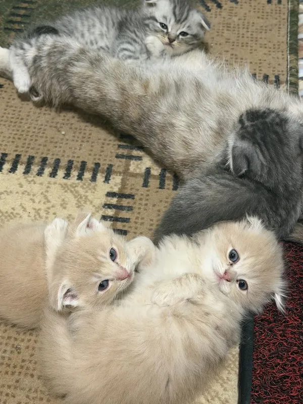 Продаются котата скотиш фолд 7 Продаются котата скотиш фолд 7