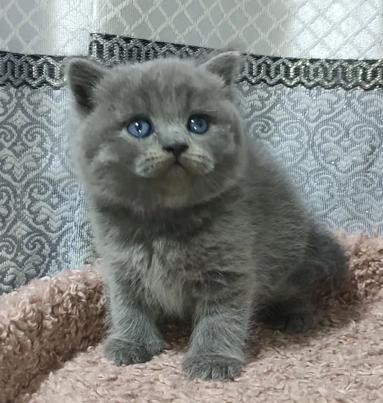 Продаются котята правильной вязки — фото 3