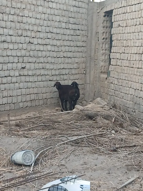 Sotiladigan qo'ylar bor 6 Sotiladigan qo'ylar bor 6
