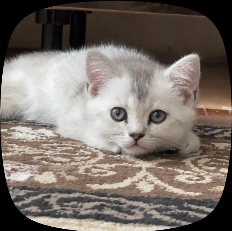 Скотиш шиншилла мальчик 2 Скотиш шиншилла мальчик 2