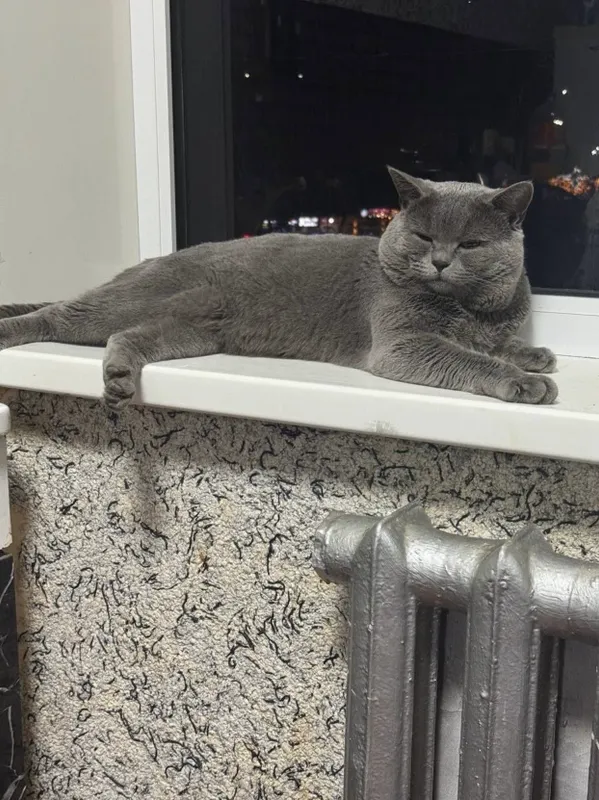 Продаются котята. 7