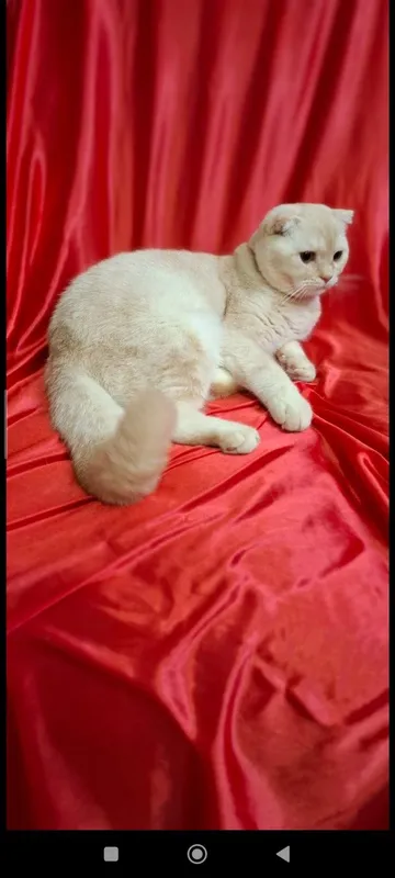 Срочно! Шотландский скоттиш фолд — фото 2