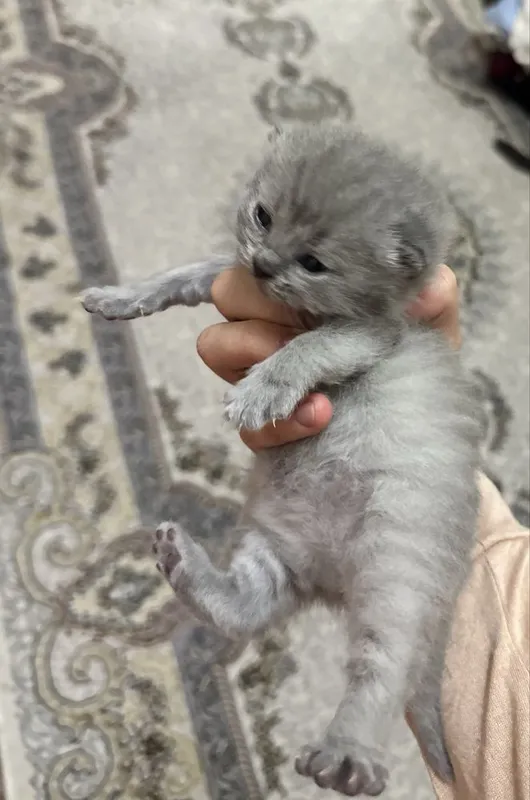 Продаются котята ( British shorthair) 2