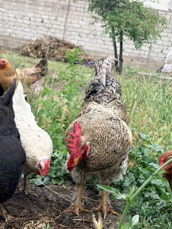 11 ta tovuq va bitta xoʻroz. bitta tovuq kurk bogan — фото 3