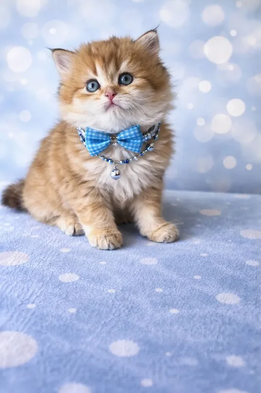 Продаются добрый британский котенок
