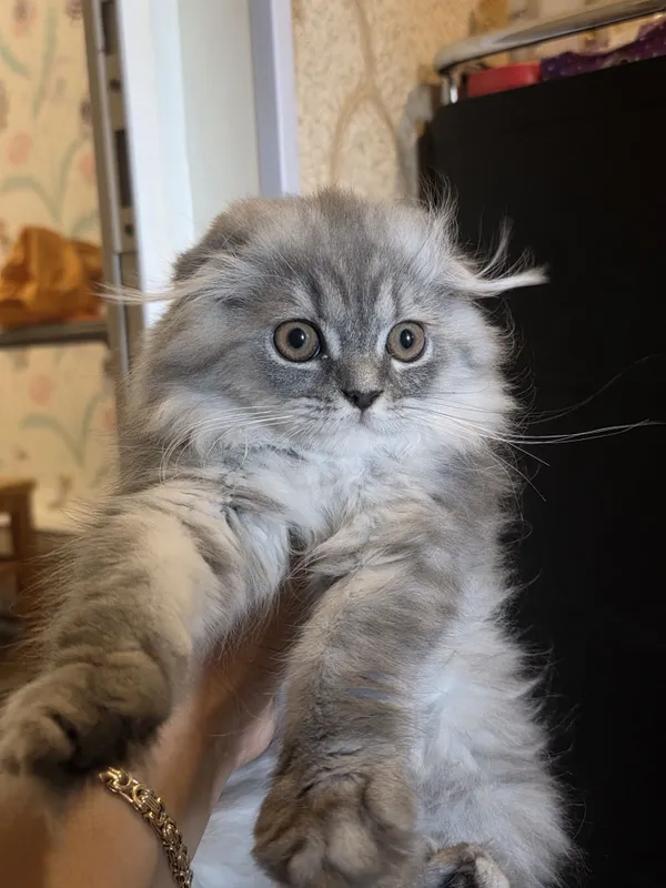 шотландская вислоухая кошка (скоттиш-фолд) с окрасом голубой (черно- с — фото 6 шотландская вислоухая кошка (скоттиш-фолд) с окрасом голубой (черно- с — фото 6