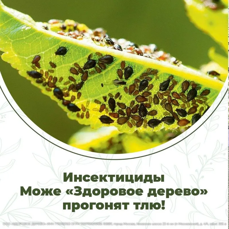 Шира ва хашоратларга карши дорилаш. Обработка всех деревьев от тли. — фото 1