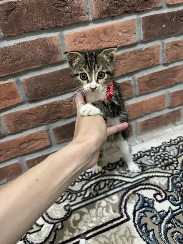 Mushu sotiladi zotli 2