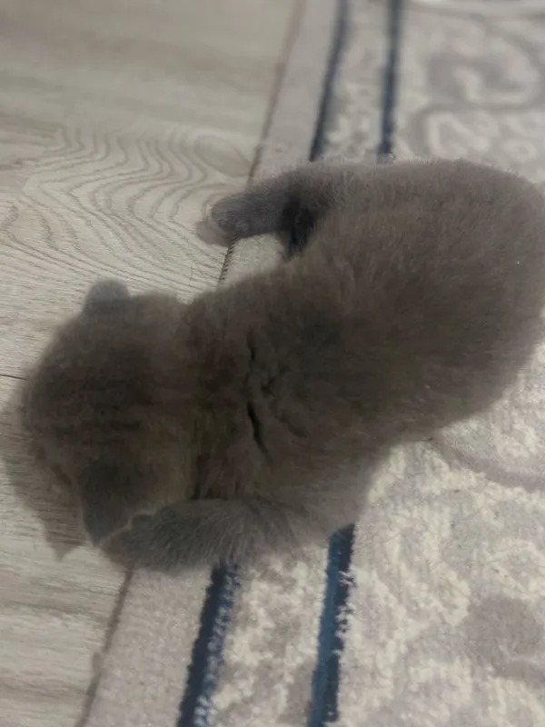 Qiz bola 1 yarim oylik Scottish Fold. narxi 100$.