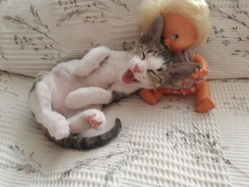 Котята в добрые руки. 6 Котята в добрые руки. 6