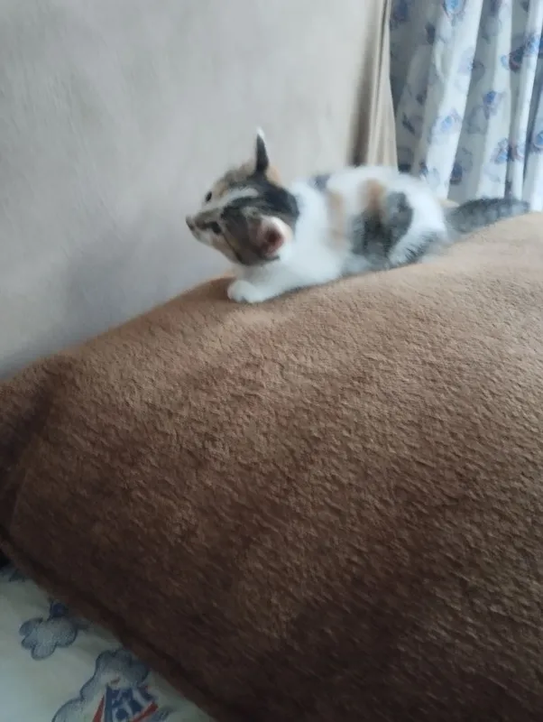 Отдам даром 4котенка,1,5 месяца — фото 3