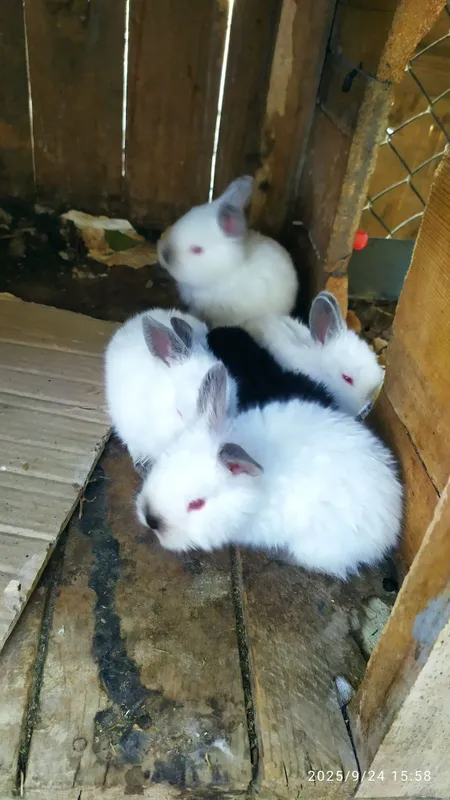 quyon kalif bolasi yunusobotda 4