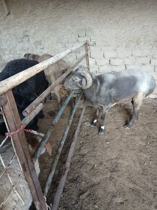 Qo'chqorlar sotiladi. Suyib ham beriladi. Navoiy — фото 4