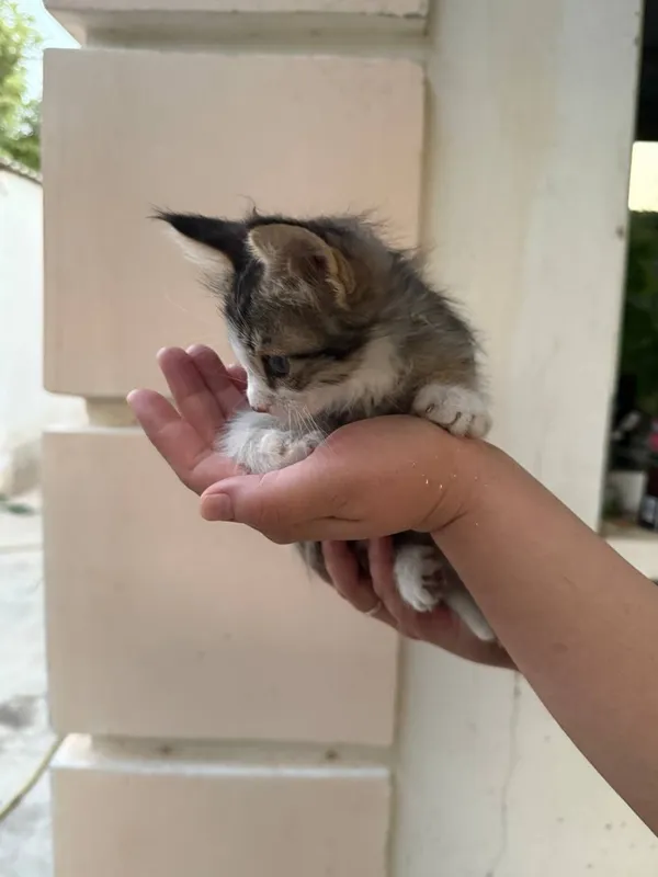 Котята отдам хорошие руки — фото 1