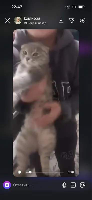 Rasmdigi zotli mushuni bollari sotladi 5ta 3
