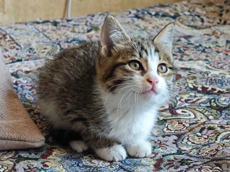 Котёнка в добрые руки! — фото 3