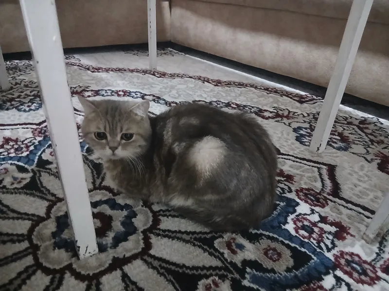 Породистая кошка Породистая кошка
