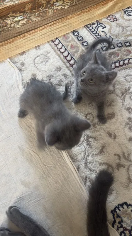 Scottish. Fold 2 2 Scottish. Fold 2 2
