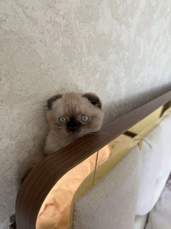 Кот на вязку Скоттиш фолд бесплатно — фото 2 Кот на вязку Скоттиш фолд бесплатно — фото 2