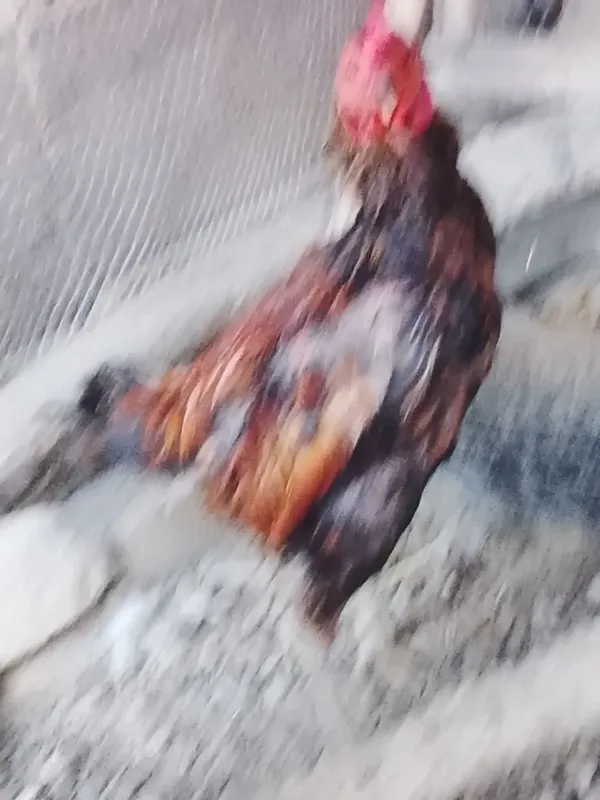 Xoroz sotiladi kulangi 3