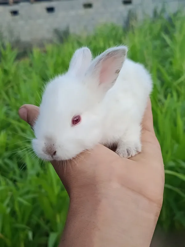 Hilol zotiga ega 5ta hozir kattaroq enasi ham bor 3 Hilol zotiga ega 5ta hozir kattaroq enasi ham bor 3
