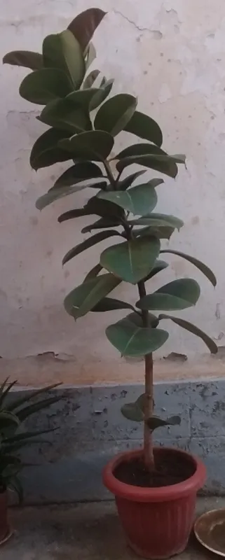 Цветы 4