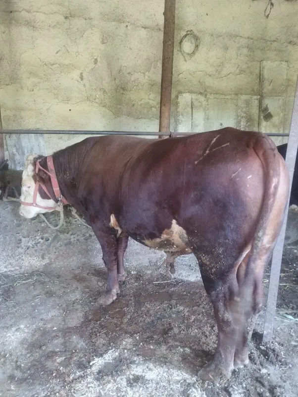 Simental buqa sotiladi srochna yeb ichishi zur endi 2 yashar buladi 1