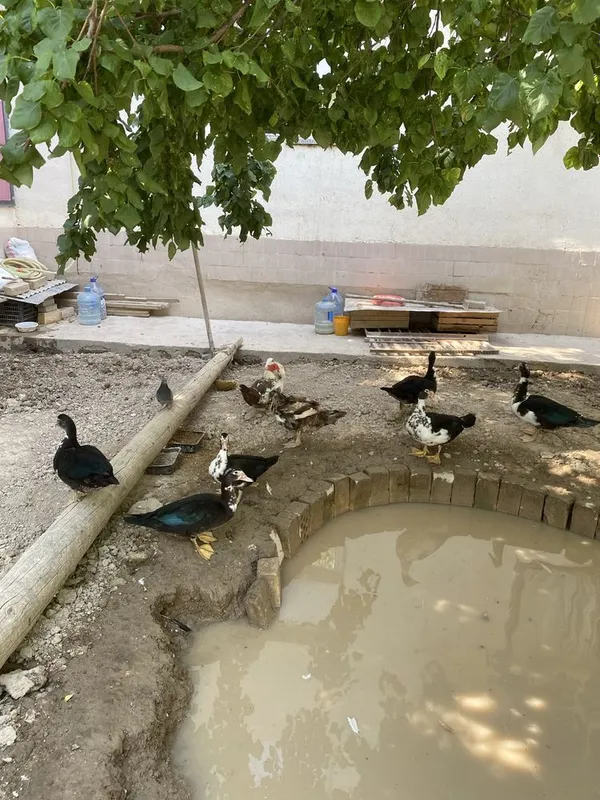 Продаются индоутки, утки 6