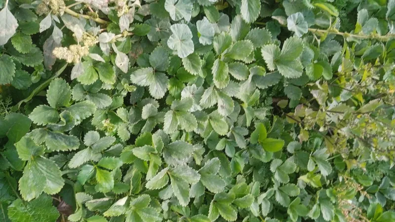 Qulpunay yer koʻchat Kiler Alba kareskiy Soʻlixan — фото 1 Qulpunay yer koʻchat Kiler Alba kareskiy Soʻlixan — фото 1