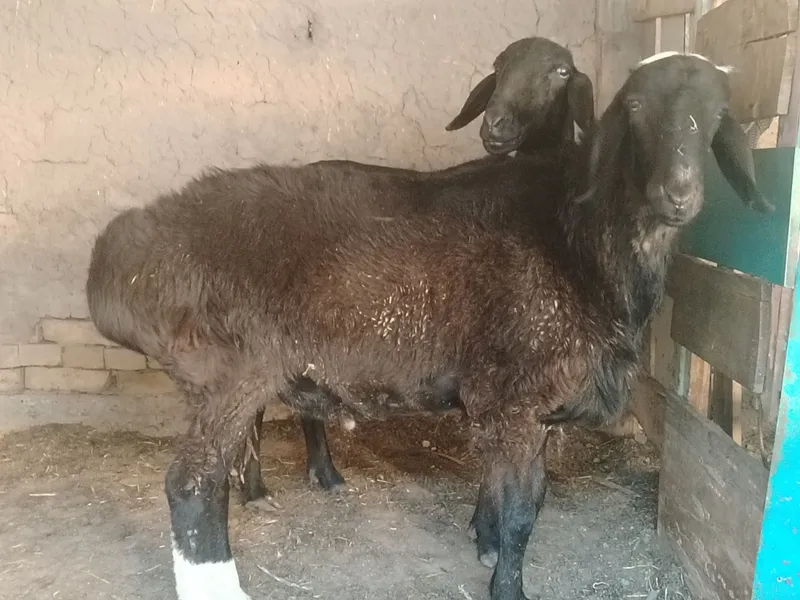 Qochqor sotiladi oq boshlik
