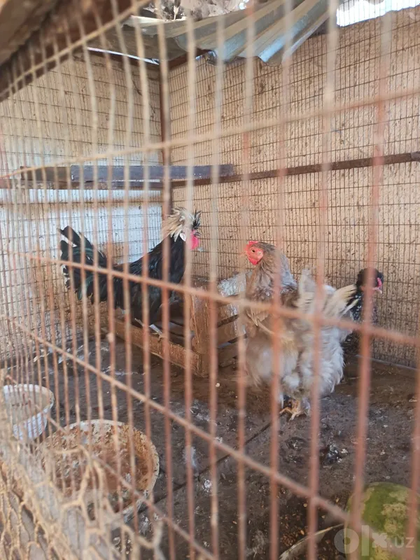 Jaydari tovuq galland xoroz sotladi 3 Jaydari tovuq galland xoroz sotladi 3