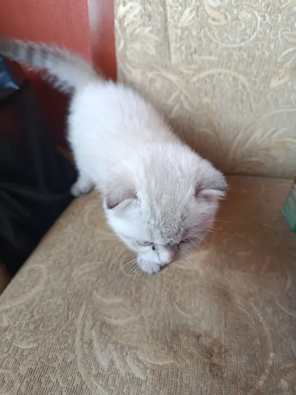 Naslli mushukchalarni sotaman 6