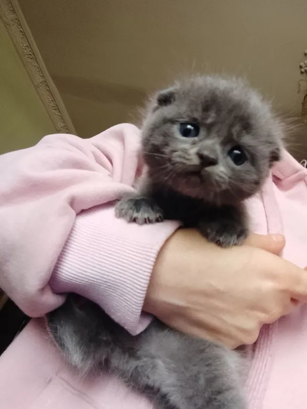 Мушик болалари бор соглам нархи 100$