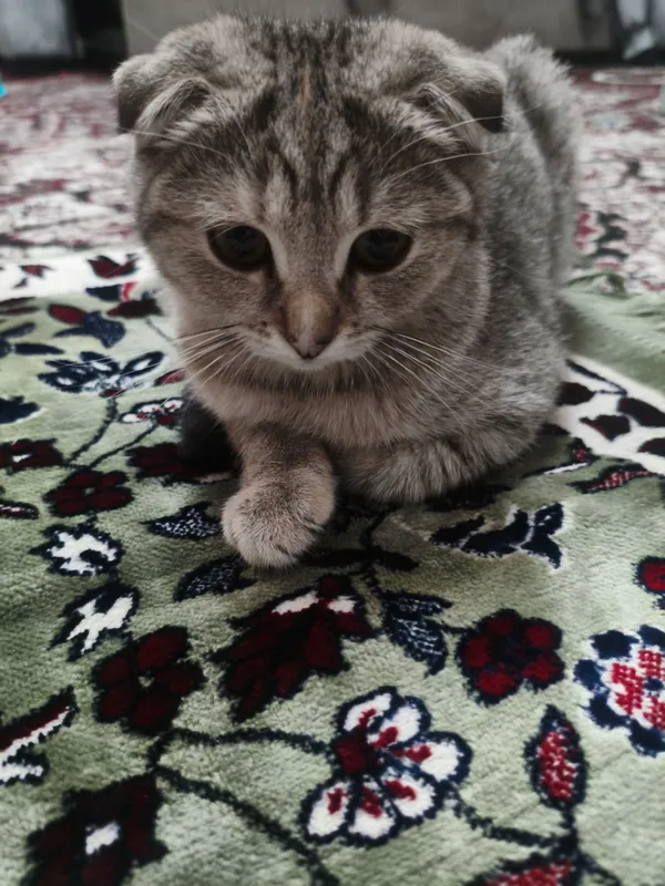 mushukcha