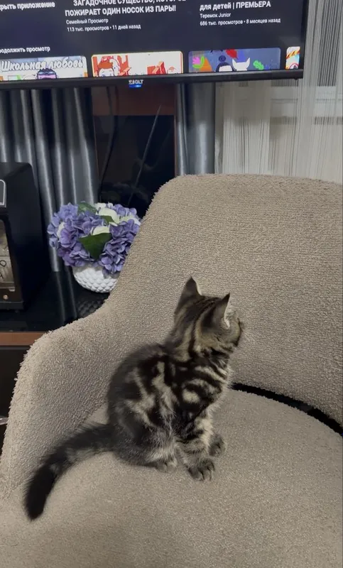 Котёнок Шотландский мраморный 5 Котёнок Шотландский мраморный 5