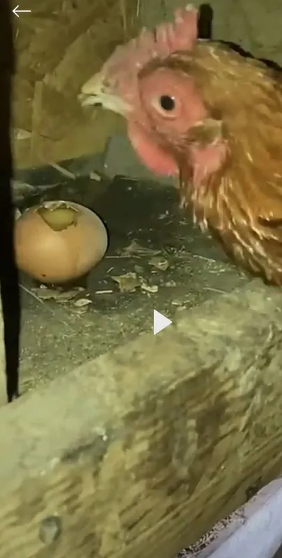 Tovuqlar uchun tuxum yig‘gichli katak — фото 4
