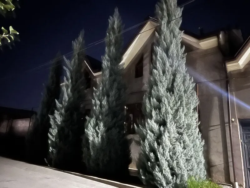 Archa keparis Italyaniskiy pul zaril ishqibozchilik 2 Archa keparis Italyaniskiy pul zaril ishqibozchilik 2