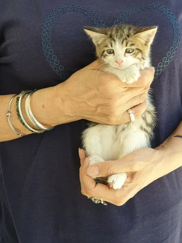 Отдам в добрые руки котят 2 Отдам в добрые руки котят 2