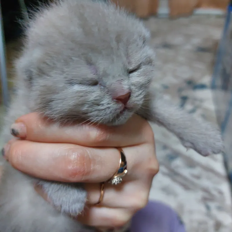 Котенок мальчик белый и девочка серая с белым персидской пароды — фото 3